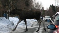 Elg på byvift (Foto: Aksel Kroglund Persson/NRK)