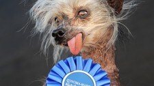'Miss Ellie' - verdens styggeste hund (Foto: Noah Berger/Ap) 'Miss Ellie' - verdens styggeste hund (Foto: Noah Berger/Ap)