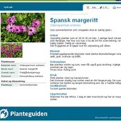 Spansk margeritt i Planteguiden (NRK) Spansk margeritt i Planteguiden (NRK)