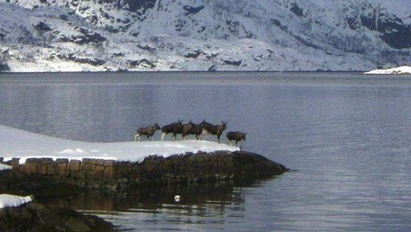 Elg på svømmetur (Foto:Geir Svendsen)