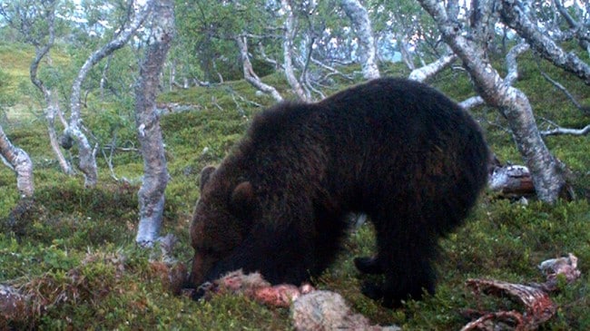 Bjørn spiser på sauekadanver i Susendal (Foto: Einar O. Båfjelldal)