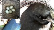 Fem egg igjen i reiret (Foto: NRK) Fem egg igjen i reiret (Foto: NRK)