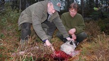 Hund drept av ulv (Foto:Petter Larsson/NRK) Hund drept av ulv (Foto:Petter Larsson/NRK)