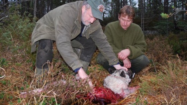 Hund drept av ulv (Foto: Petter Larsson/NRK)