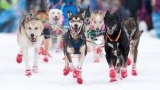 Alaska husky  (Foto: Knut-Sverre Horn)