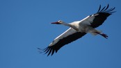 Stork (Foto: Erik Marthinius Lysell)