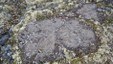 Permafrost ring på Dovre