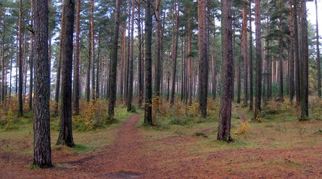 Høst i Sandskogan i Stjørdal (Foto: Tor Beisvåg)