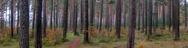Høst i Sandskogan i Stjørdal (Foto: Tor Beisvåg)