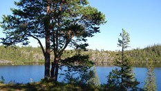 Bymarka byr på mange idyller.