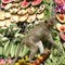 Apefestivalen i Thailand 