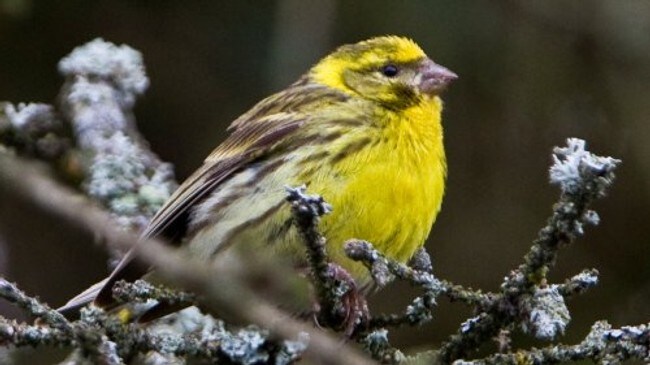 Gulirisk (Foto:Eyvind Rugland)