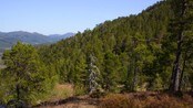 Skog ved Aabakkfjellet