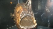 Bilde 1: Atlantic footballfish