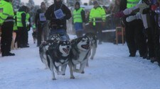 Hundespannene består av seks hunder (Foto: Anniken Sande)
