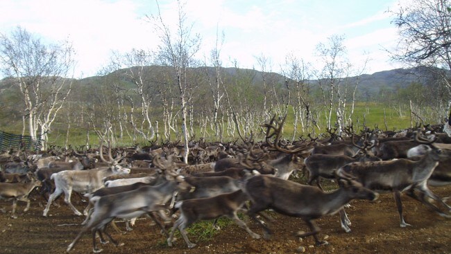 I midten av august er alt lauvet oppspist på bjørketrærne i Navitdalen. (Foto: Gunnar Hammer/NRK) I midten av august er alt lauvet oppspist på bjørketrærne i Navitdalen. (Foto: Gunnar Hammer/NRK)