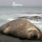 Et massivt isfjell flyter forbi en elefantsel som hviler seg på stranden på Macquarie Island. Et massivt isfjell flyter forbi en elefantsel som hviler seg på stranden på Macquarie Island.