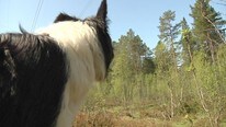 HUND SAUEKADAVER (Foto: Roar Halten/NRK) HUND SAUEKADAVER (Foto: Roar Halten/NRK)