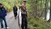 Laksefiske i Enningdalselva - Det har vært en eventyrlig start på laksefisket i Enningdalselva ved Halden. De første sluka gikk i vannet ved midnatt og kort tid senere satt de første feite laksene på kroken. 