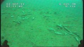 Dumpet store mengder sild - Etter et tips har fiskeri-direktoratet funnet store mengder sild på havbunnen like nord for Bodø. Mannskapet på en eller flere fiskebåter kan nå selv havne i garnet for ulovlig dumping.