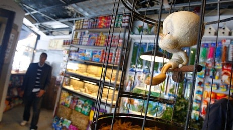 Tweety i dyrebutikk (Foto: Mario Tama/Getty Images/Scanpix/AFP) Tweety i dyrebutikk (Foto: Mario Tama/Getty Images/Scanpix/AFP)