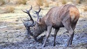 Hjort sette seg fast i sauegjerde - 14-taggaren skulle berre ha seg litt mat. I staden vart det mange timar fastsurra i eit sauegjerde...