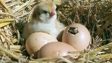 Kylling og egg (Foto: www.colourbox.com)