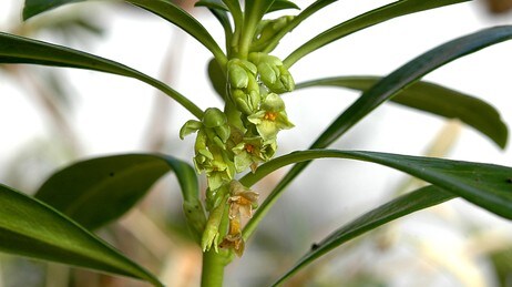Laurbærtysbast, Daphne laureola (Foto: Bjørn Moe, Arboretet og Botanisk hage) Laurbærtysbast, Daphne laureola (Foto: Bjørn Moe, Arboretet og Botanisk hage)