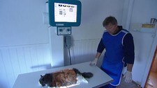 Katt til røntgen (Foto: Espen Bierud/NRK) Katt til røntgen (Foto: Espen Bierud/NRK)