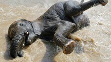 Elefant (Foto: JENS MEYER/AP) Elefant (Foto: JENS MEYER/AP)
