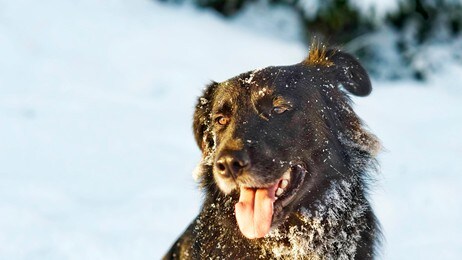 Hund i snø (Foto: Marius Nergård Pettersen) Hund i snø (Foto: Marius Nergård Pettersen)