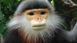 Grey-shanked douc langur (Foto: Tilo Nadler) Grey-shanked douc langur (Foto: Tilo Nadler)
