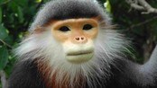 Grey-shanked douc langur