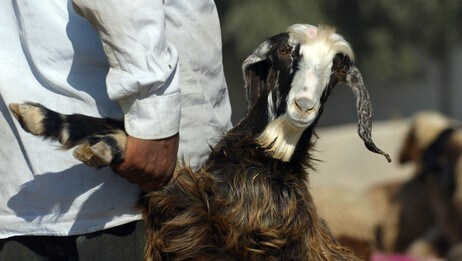 Geit (Foto: ALI YUSSEF/AFP) Geit (Foto: ALI YUSSEF/AFP)