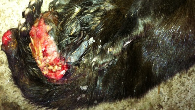 Skadet mink (Foto: Mattilsynet)
