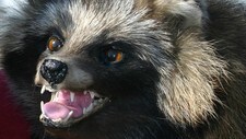 Mårhund Mårhund