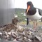 NUMMER TO PÅ VEI: Eldstegutt/-jente får snart en søster eller bror. Egg nummer to har et lite hull i skallet.