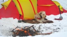 Hund på telttur (Foto: Camilla Marstrander Askildsen)