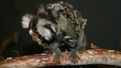 Silkeape