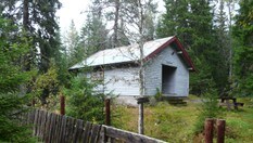 Fløtdamkoa