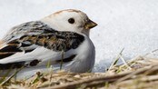 Snøspurv (Foto: Jon Olav Larsen)