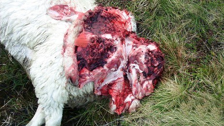 Sau drepen av jerv (Foto: Statens naturoppsyn)