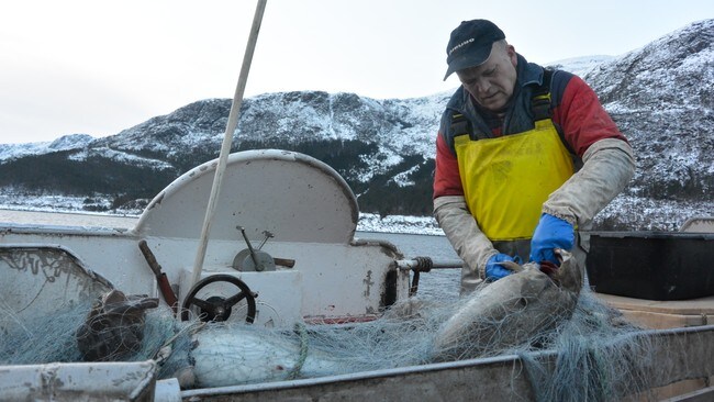 Leif-Tore Dybvik, kystfiskar (Foto: Olaug Bjørneset /NRK) Leif-Tore Dybvik, kystfiskar (Foto: Olaug Bjørneset /NRK)