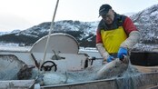 Leif-Tore Dybvik, kystfiskar (Foto: Olaug Bjørneset /NRK) Leif-Tore Dybvik, kystfiskar (Foto: Olaug Bjørneset /NRK)