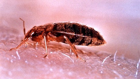 Veggdyr (Cimex lectularius) (Foto: Wikimedia Commons)