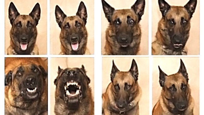 Hunder viser følelser (Foto: Keith Reynolds/Barnwood Gallery) Hunder viser følelser (Foto: Keith Reynolds/Barnwood Gallery)