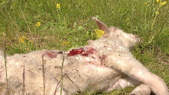 Sau drept av rovdyr (NRK) Sau drept av rovdyr (NRK)