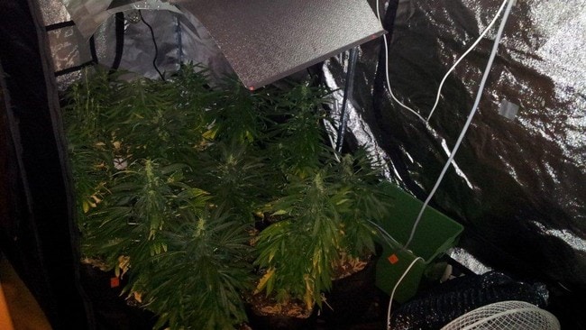 Cannabisplantasje (Foto: Politiet) Cannabisplantasje (Foto: Politiet)