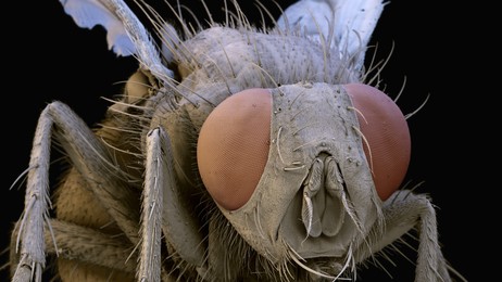 Husflue (Foto: Eye Of Science / SPL / Barcroft Media/Eye Of Science / SPL / Barcroft/Bulls) Husflue (Foto: Eye Of Science / SPL / Barcroft Media/Eye Of Science / SPL / Barcroft/Bulls)