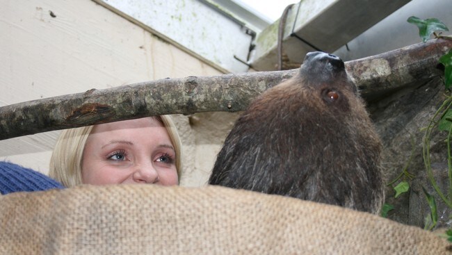 Solveig besøker dovendyret i Kristiansand dyrepark (NRK) Solveig besøker dovendyret i Kristiansand dyrepark (NRK)